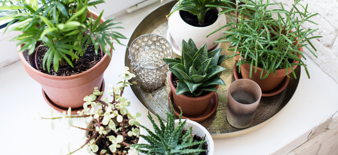 Direct Sfeer in Huis Halen met Planten